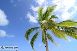 تایل سقفی 60*60 آسمان مجازی بنی دکو مدل LX 5533