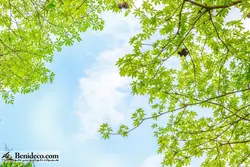 تایل سقفی 60*60 آسمان مجازی بنی دکو مدل LX 5532