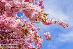 تایل سقفی 60*60 آسمان مجازی بنی دکو مدل LX 5527