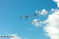 تایل سقفی 60*60 آسمان مجازی بنی دکو مدل LX 5525