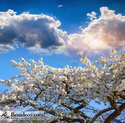 تایل سقفی 60*60 آسمان مجازی بنی دکو مدل LX 5516