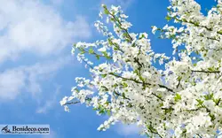 تایل سقفی 60*60 آسمان مجازی بنی دکو مدل LX 5514