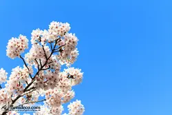 تایل سقفی 60*60 آسمان مجازی بنی دکو مدل LX 5513