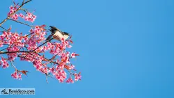 تایل سقفی 60*60 آسمان مجازی بنی دکو مدل LX 5509