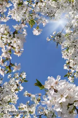 تایل سقفی 60*60 آسمان مجازی بنی دکو مدل LX 5508