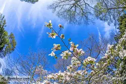 تایل سقفی 60*60 آسمان مجازی بنی دکو مدل LX 5507