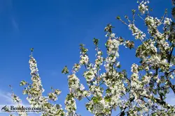 تایل سقفی 60*60 آسمان مجازی بنی دکو مدل LX 5506