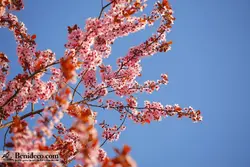 تایل سقفی 60*60 آسمان مجازی بنی دکو مدل LX 5503