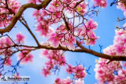 تایل سقفی 60*60 آسمان مجازی بنی دکو مدل LX 5501