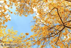 تایل سقفی 60*60 آسمان مجازی بنی دکو مدل LX 5500