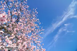 تایل سقفی 60*60 آسمان مجازی بنی دکو مدل LX 5499