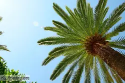 تایل سقفی 60*60 آسمان مجازی بنی دکو مدل LX 5497