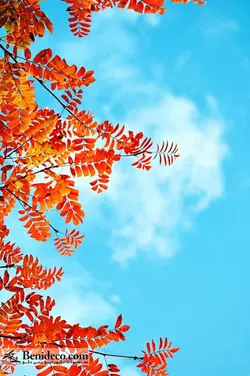 تایل سقفی 60*60 آسمان مجازی بنی دکو مدل LX 5550