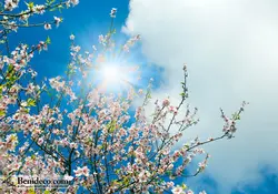 تایل سقفی 60*60 آسمان مجازی بنی دکو مدل LX 5549