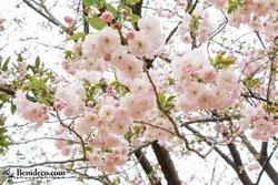 تایل سقفی 60*60 آسمان مجازی بنی دکو مدل LX 5547