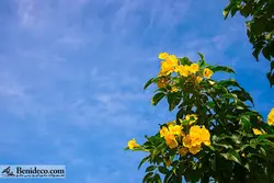 تایل سقفی 60*60 آسمان مجازی بنی دکو مدل LX 5543