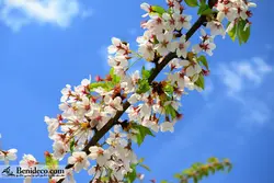 تایل سقفی 60*60 آسمان مجازی بنی دکو مدل LX 5538