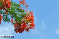 تایل سقفی 60*60 آسمان مجازی بنی دکو مدل LX 5536