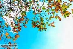 تایل سقفی 60*60 آسمان مجازی بنی دکو مدل LX 5496