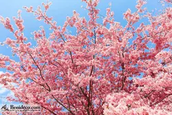 تایل سقفی 60*60 آسمان مجازی بنی دکو مدل LX 5493