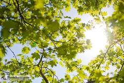 تایل سقفی 60*60 آسمان مجازی بنی دکو مدل LX 5494