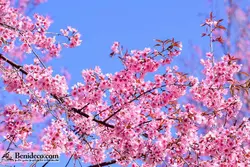 تایل سقفی 60*60 آسمان مجازی بنی دکو مدل LX 5490