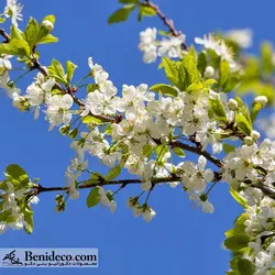 تایل سقفی 60*60 آسمان مجازی بنی دکو مدل LX 5484