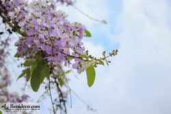 تایل سقفی 60*60 آسمان مجازی بنی دکو مدل LX 5488