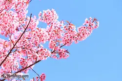 تایل سقفی 60*60 آسمان مجازی بنی دکو مدل LX 5481