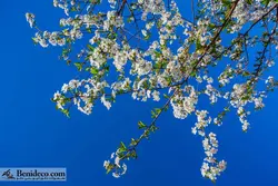 تایل سقفی 60*60 آسمان مجازی بنی دکو مدل LX 5482