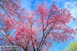 تایل سقفی 60*60 آسمان مجازی بنی دکو مدل LX 5480