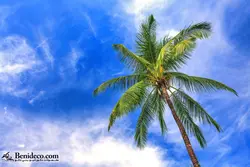 تایل سقفی 60*60 آسمان مجازی بنی دکو مدل LX 5479