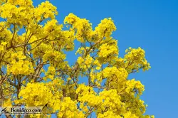 تایل سقفی 60*60 آسمان مجازی بنی دکو مدل LX 5591