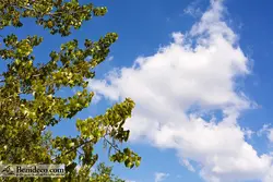 تایل سقفی 60*60 آسمان مجازی بنی دکو مدل LX 5585