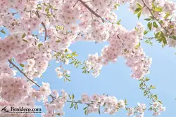 تایل سقفی 60*60 آسمان مجازی بنی دکو مدل LX 5587