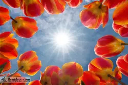 تایل سقفی 60*60 آسمان مجازی بنی دکو مدل LX 5586