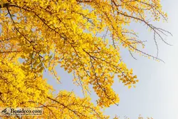 تایل سقفی 60*60 آسمان مجازی بنی دکو مدل LX 5589