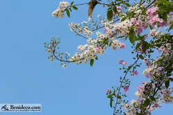 تایل سقفی 60*60 آسمان مجازی بنی دکو مدل LX 5584