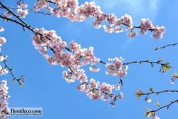 تایل سقفی 60*60 آسمان مجازی بنی دکو مدل LX 5583