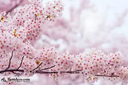 تایل سقفی 60*60 آسمان مجازی بنی دکو مدل LX 5580