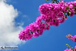 تایل سقفی 60*60 آسمان مجازی بنی دکو مدل LX 5578