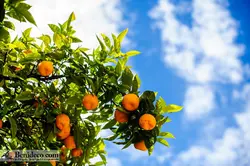 تایل سقفی 60*60 آسمان مجازی بنی دکو مدل LX 5576