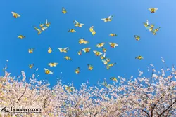 تایل سقفی 60*60 آسمان مجازی بنی دکو مدل LX 5572