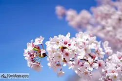 تایل سقفی 60*60 آسمان مجازی بنی دکو مدل LX 5570