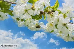 تایل سقفی 60*60 آسمان مجازی بنی دکو مدل LX 5569