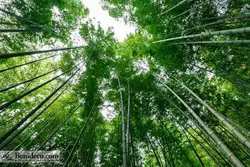 تایل سقفی 60*60 آسمان مجازی بنی دکو مدل LX 5566