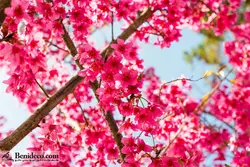 تایل سقفی 60*60 آسمان مجازی بنی دکو مدل LX 5568