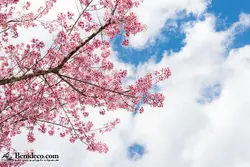 تایل سقفی 60*60 آسمان مجازی بنی دکو مدل LX 5564