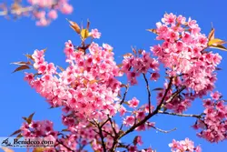 تایل سقفی 60*60 آسمان مجازی بنی دکو مدل LX 5563