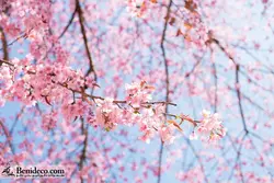 تایل سقفی 60*60 آسمان مجازی بنی دکو مدل LX 5562